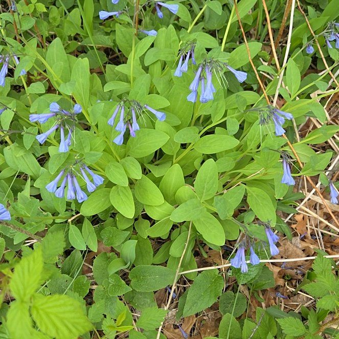 Photo of the plant species Virginia Bluebell by @PetMingfern54 named Virginia on Greg, the plant care app