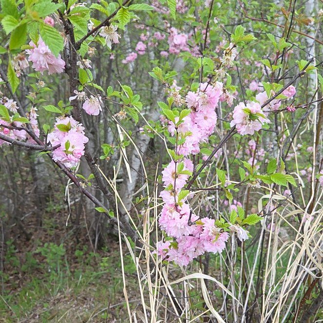 Photo of the plant species Japanese Flowering Cherry by @PetMingfern54 named Mambo on Greg, the plant care app