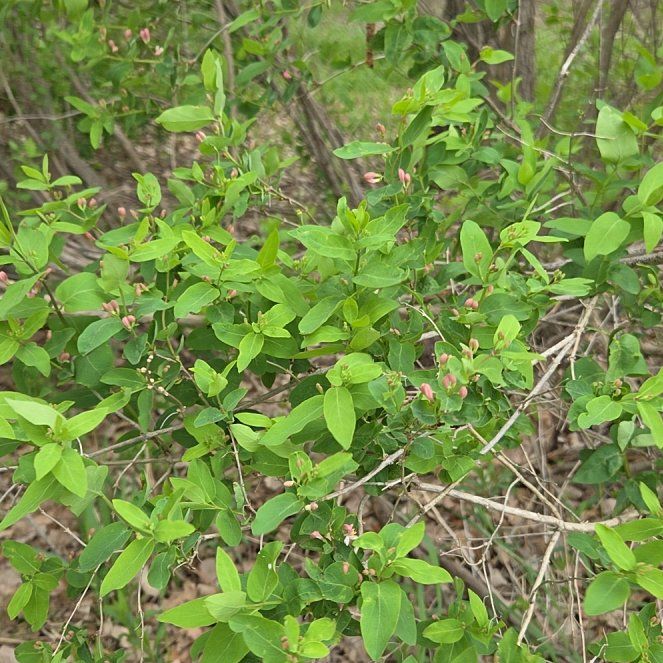 Photo of the plant species Tatarian Honeysuckle by @PetMingfern54 named Doja Cat on Greg, the plant care app