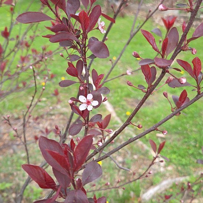 Photo of the plant species Japanese Barberry by @PetMingfern54 named Nemo on Greg, the plant care app
