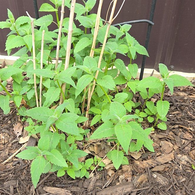 Photo of the plant species Oswego Tea by @PetMingfern54 named Luna on Greg, the plant care app