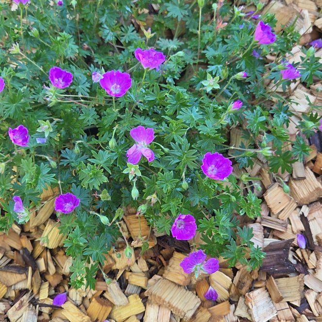 Photo of the plant species Bloody Geranium by @PetMingfern54 named Ronaldo on Greg, the plant care app