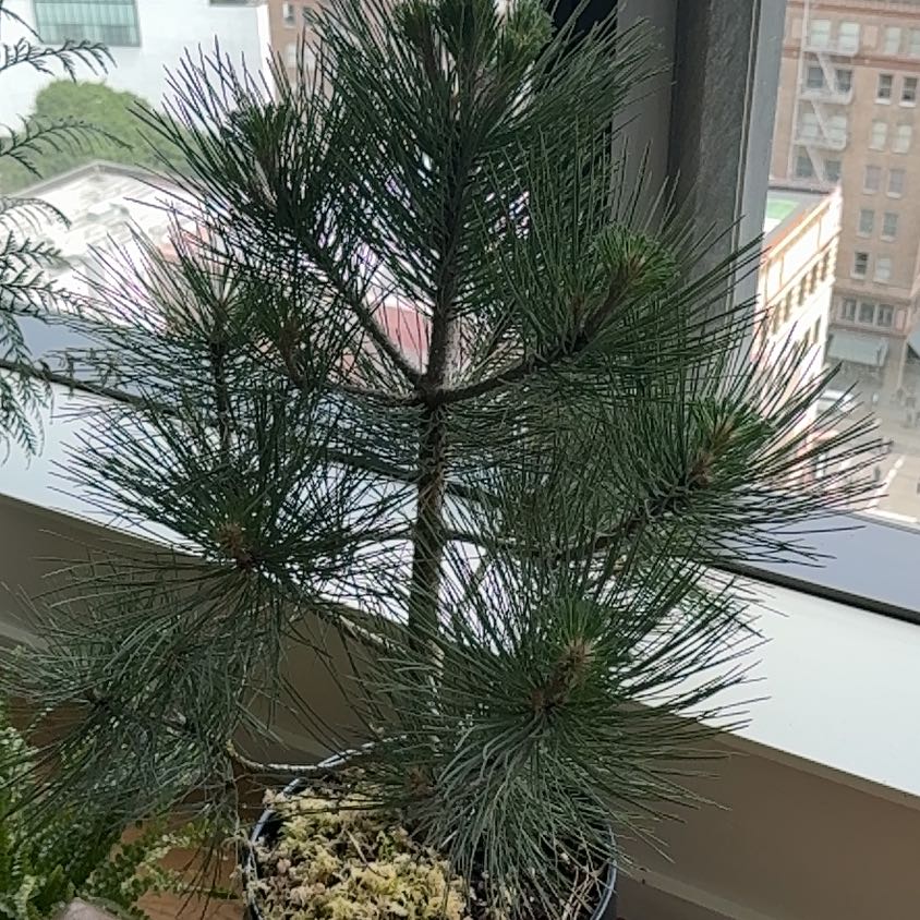 Photo of the plant species Silver Pine by @PDXindoorforest named George on Greg, the plant care app