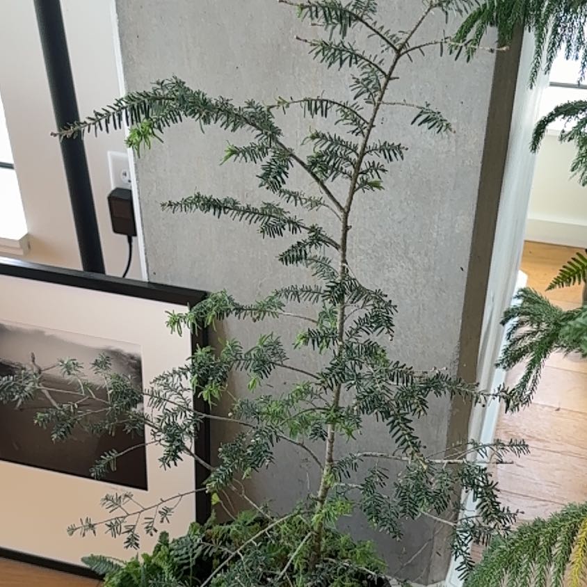 Photo of the plant species Western Hemlock by @PDXindoorforest named Byron on Greg, the plant care app