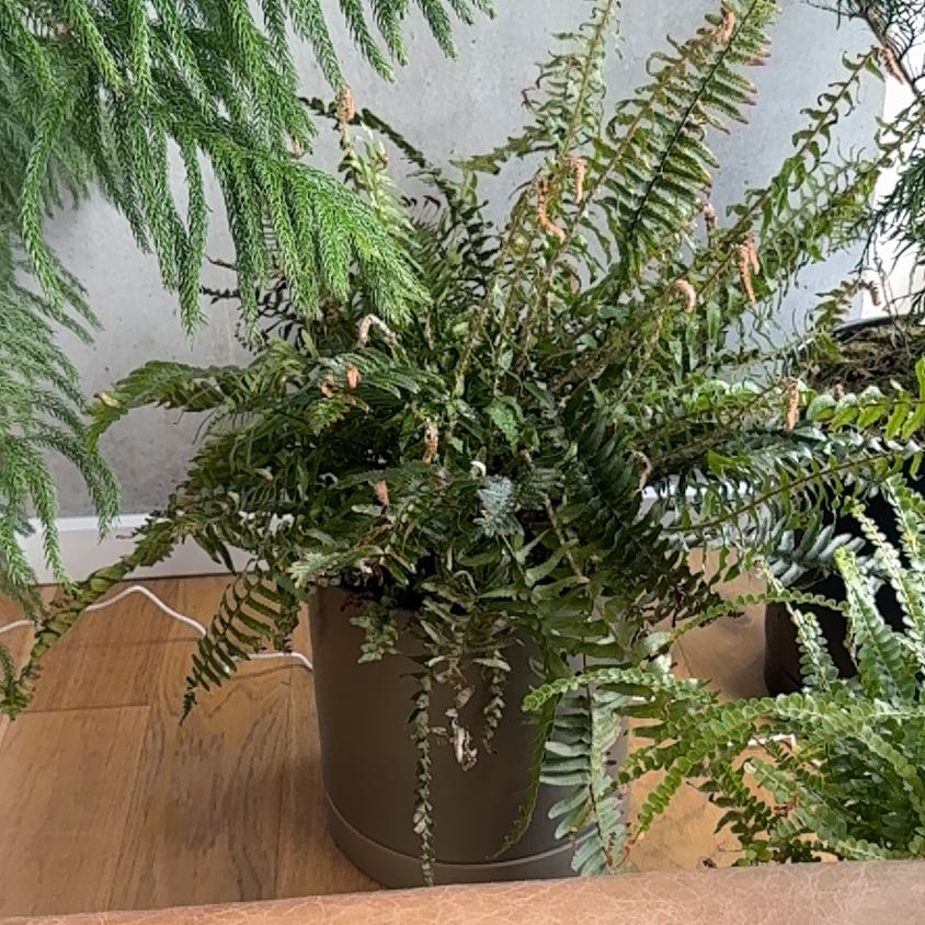 Photo of the plant species Western Sword Fern by @PDXindoorforest named Charlie on Greg, the plant care app
