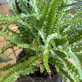 Photo of the plant species Maidenhair Spleenwort by @PDXindoorforest named Jack on Greg, the plant care app