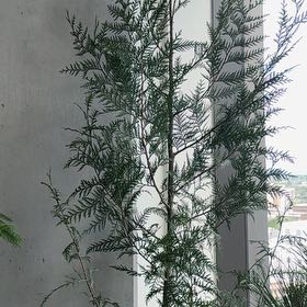Photo of the plant species Western Red Cedar by @PDXindoorforest named Jackson on Greg, the plant care app