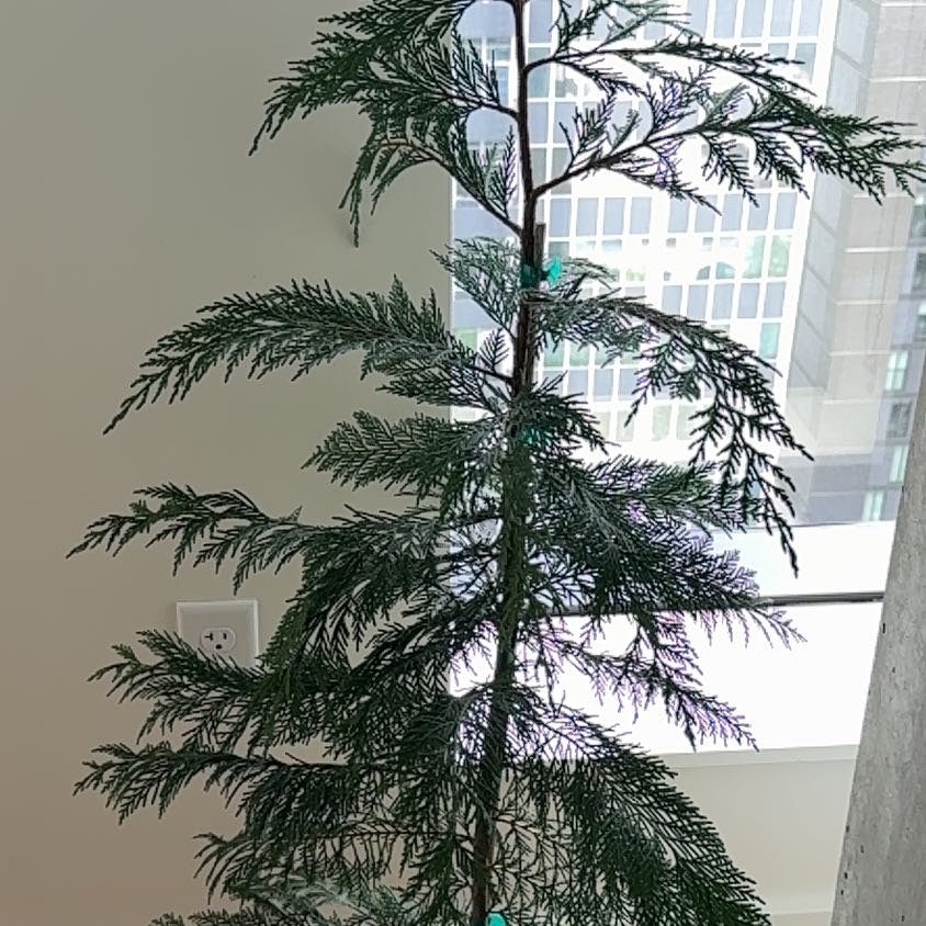 Photo of the plant species Leyland Cypress by @PDXindoorforest named Shirley on Greg, the plant care app