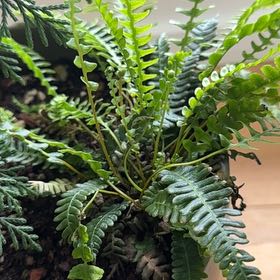 Photo of the plant species Deer Fern by @PDXindoorforest named Nora on Greg, the plant care app