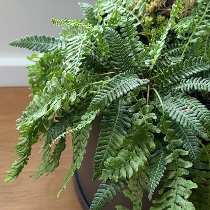 Photo of the plant species Deer Fern by @PDXindoorforest named Nick on Greg, the plant care app