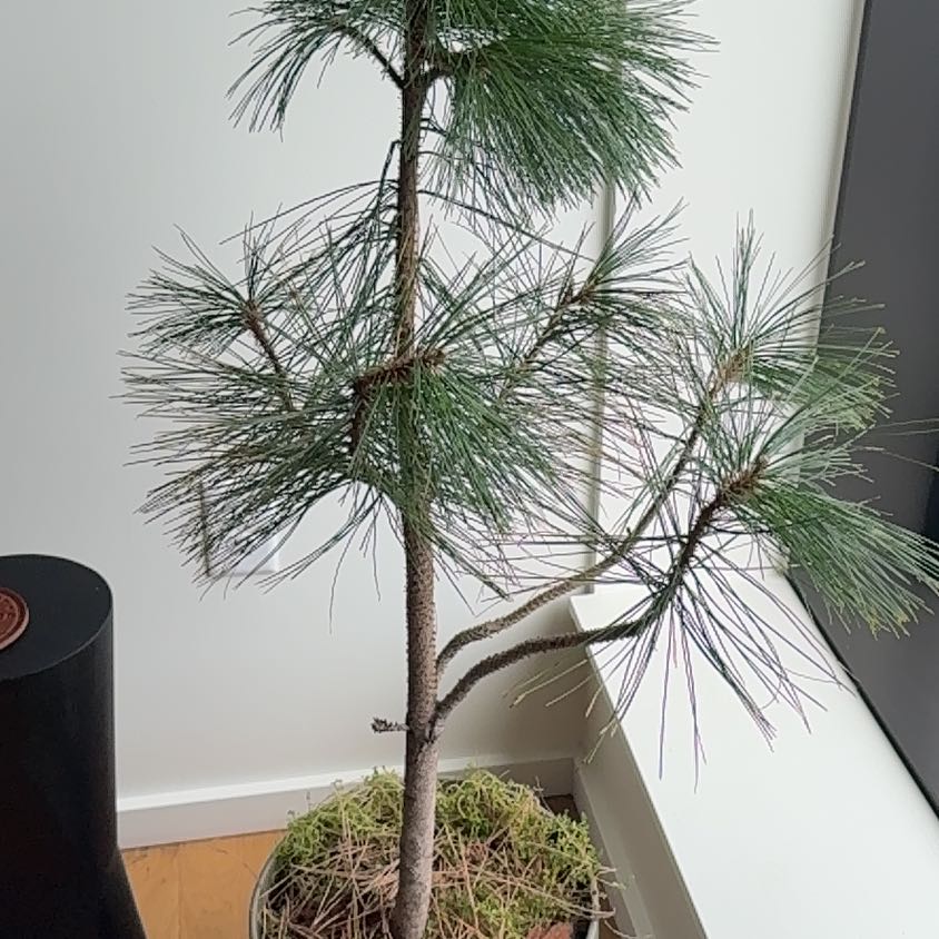 Photo of the plant species Ponderosa Pine by @PDXindoorforest named Sheila on Greg, the plant care app