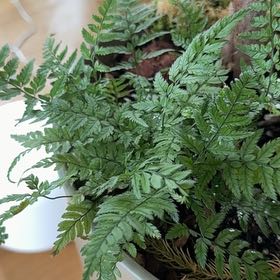 Photo of the plant species Rock Fern by @PDXindoorforest named Max on Greg, the plant care app
