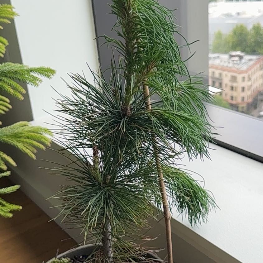 Photo of the plant species Silver Pine by @PDXindoorforest named Lil Chandler on Greg, the plant care app
