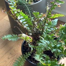 Photo of the plant species Western Sword Fern by @PDXindoorforest named Tom & Trish on Greg, the plant care app