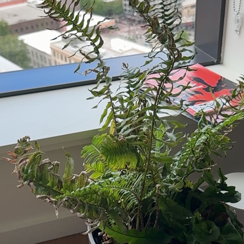 Photo of the plant species Western Sword Fern by @PDXindoorforest named Sam on Greg, the plant care app