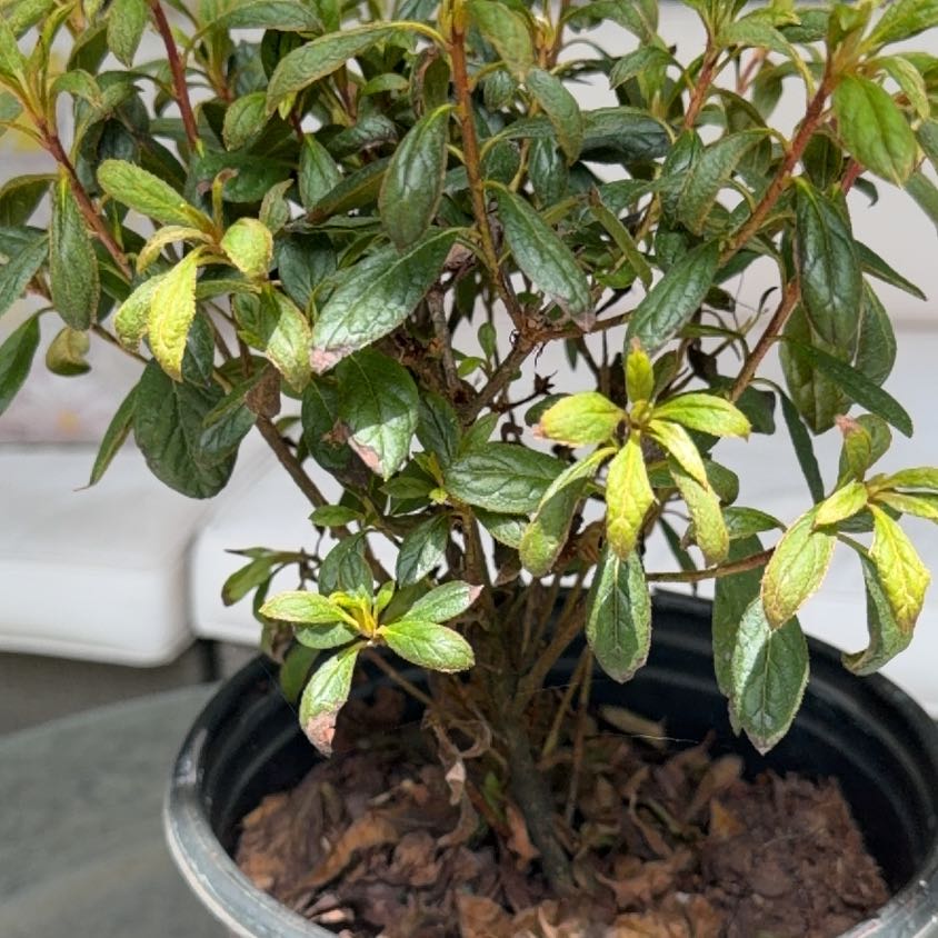 Photo of the plant species Rhododendron by @SuaveGray2 named Surya on Greg, the plant care app