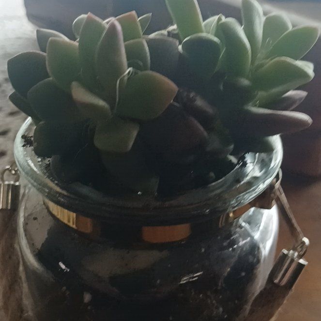Photo of the plant species Anacampseros by @AbleEarthball73 named Grateful on Greg, the plant care app