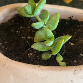 Photo of the plant species Crassula Ivory Towers by @SlickPigsears74 named Homer on Greg, the plant care app