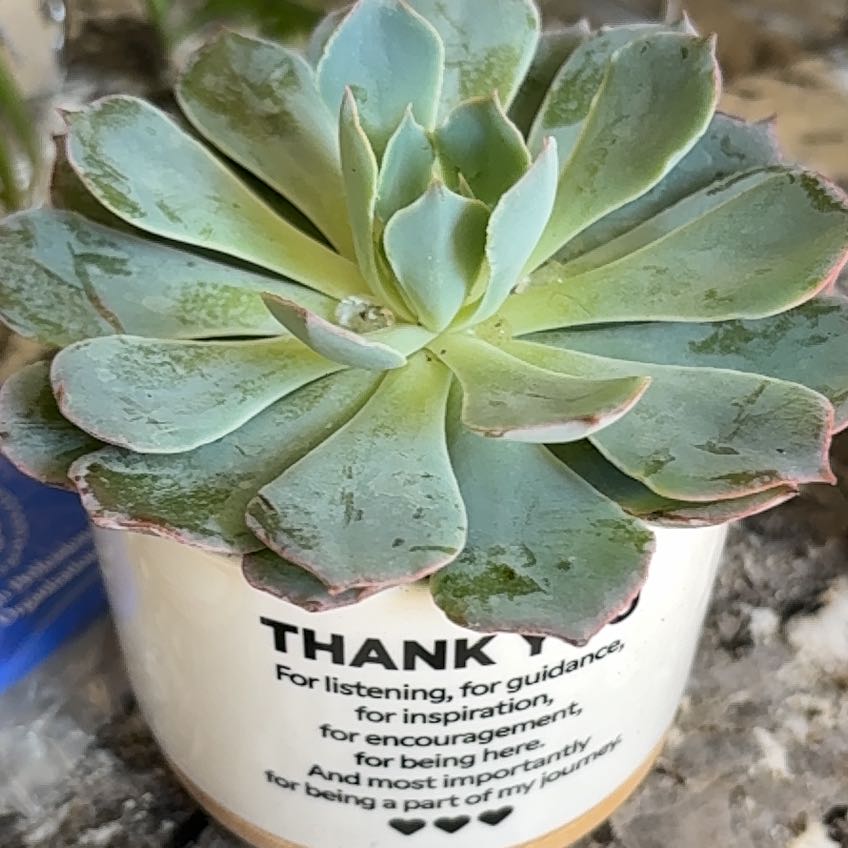 Photo of the plant species Echeveria 'Blue Heron' by @DeluxeLettuce93 named Athena on Greg, the plant care app
