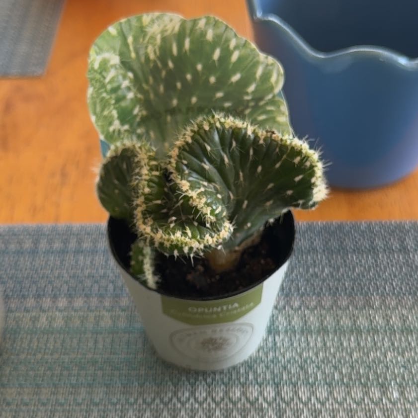 Photo of the plant species optunia cactus by @TactfulAgboy36 named Bruce Lee on Greg, the plant care app