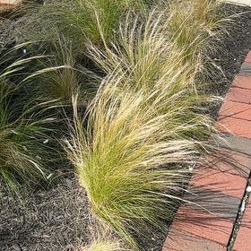 Photo of the plant species Mexican Feather Grass by @NiftyPalesedge3 named Denali on Greg, the plant care app