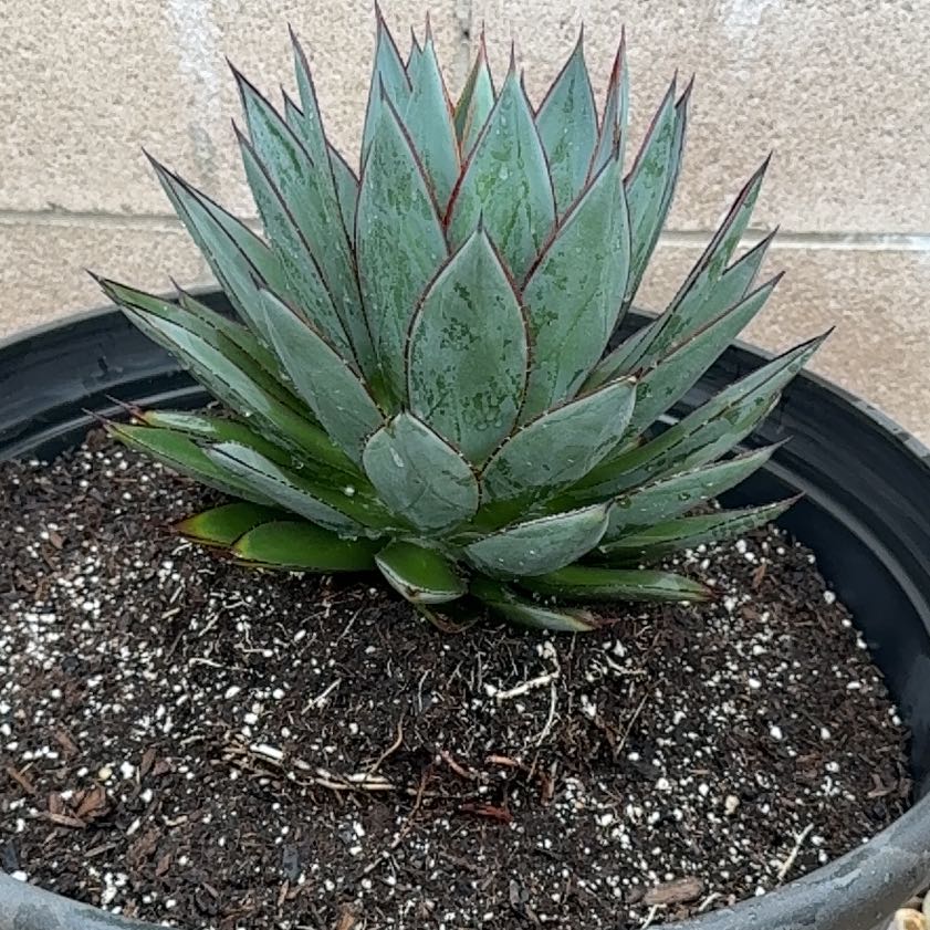 Photo of the plant species Parry's Agave by @AbleEmerald40 named Baesil on Greg, the plant care app