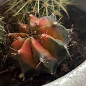 Photo of the plant species Ferocactus histrix by @NobleMystax55 named Starburst on Greg, the plant care app