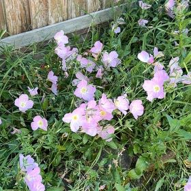 Photo of the plant species Showy Pink Evening Primrose by @KeyDamascisa75 named Sigmund on Greg, the plant care app