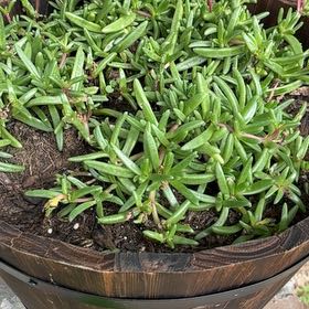 Photo of the plant species Red Ice Plant by @FabNiaouli10 named Coco on Greg, the plant care app