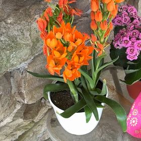 Photo of the plant species Star of Bethlehem by @FabNiaouli10 named Sunday on Greg, the plant care app