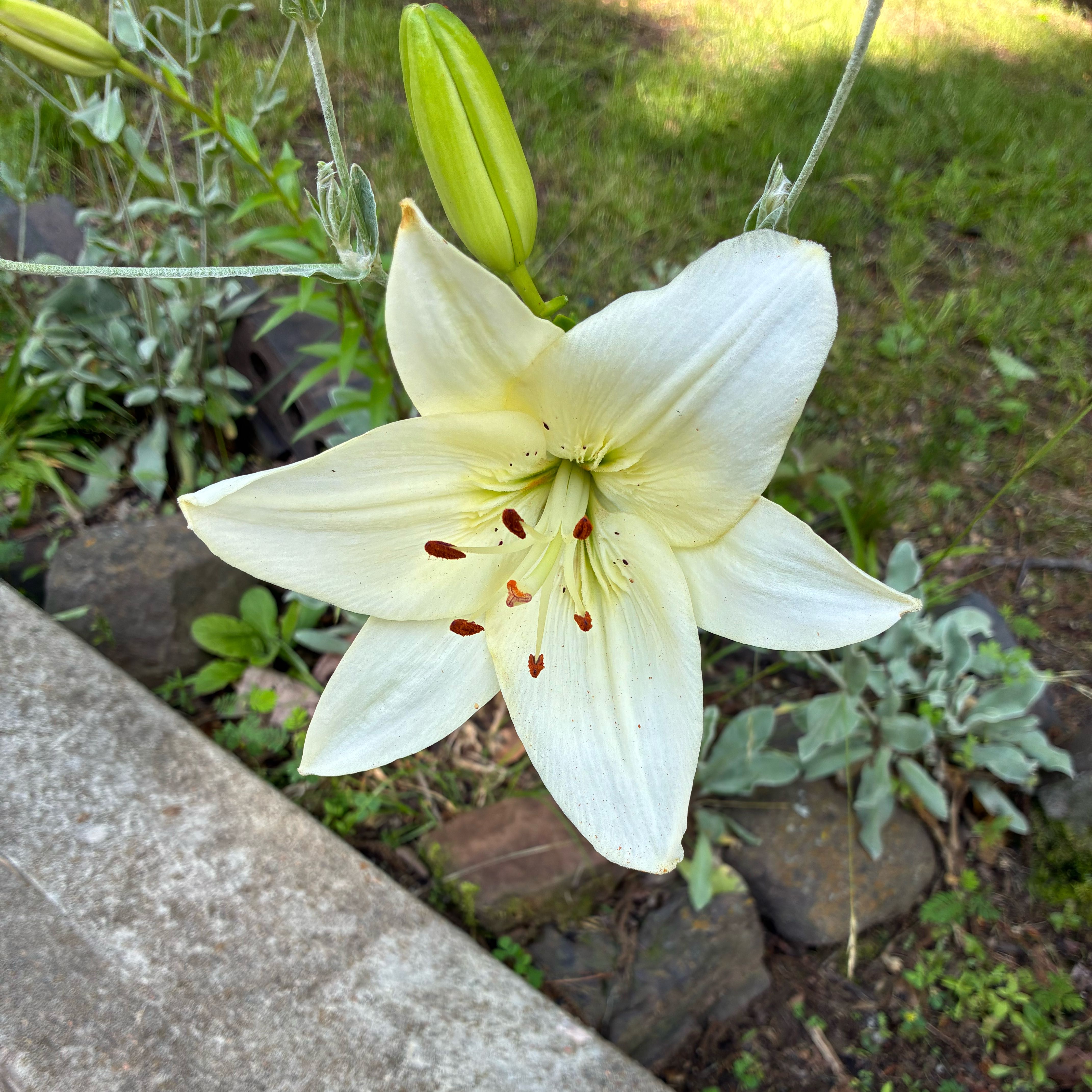 Photo of the plant species Madonna Lily by @FabNiaouli10 named Athena on Greg, the plant care app