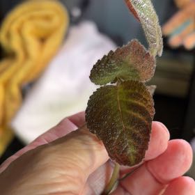 Photo of the plant species Flame Violet by @AliveIvy3 named Orwell on Greg, the plant care app