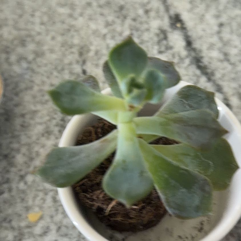 Photo of the plant species Echeveria Blue Topaz by @GodlyFlax50 named Lavender on Greg, the plant care app
