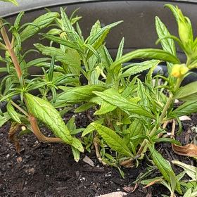 Photo of the plant species Lompoc Mesa Bush Monkeyflower by @FireballPilea78 named Duke on Greg, the plant care app