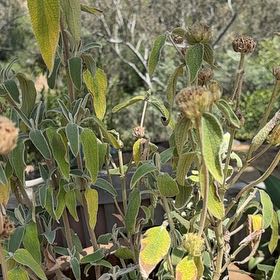 Photo of the plant species Jerusalem Sage by @FireballPilea78 named Kobe on Greg, the plant care app