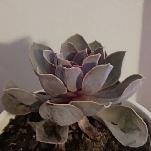 Photo of the plant species Red Echeveria by @GreatWorm96 named Buddy on Greg, the plant care app