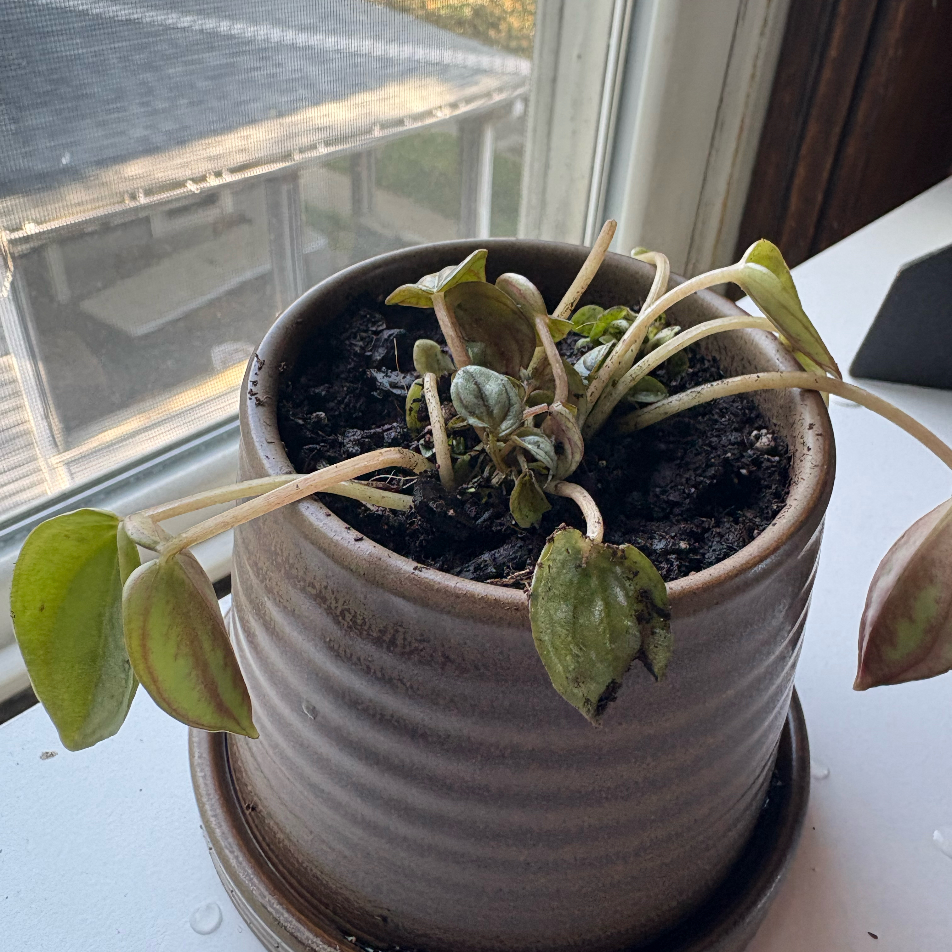 Prof. Sprout