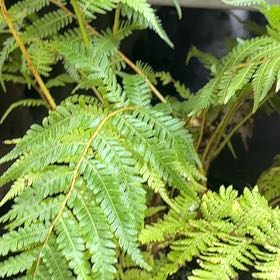 Photo of the plant species Lacy Tree Fern by @HotDollartree85 named Delilah on Greg, the plant care app