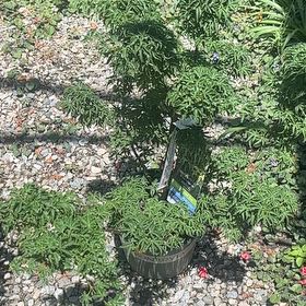 Photo of the plant species Mile-a-Minute Vine by @HotDollartree85 named Sonora on Greg, the plant care app