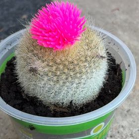 Photo of the plant species Button Cactus by @WiredCarrot6 named Baby Girl on Greg, the plant care app