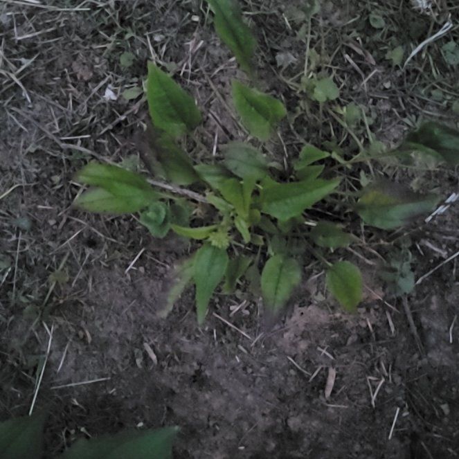 Photo of the plant species Redvein Dock by @WillLychee61 named Surya on Greg, the plant care app