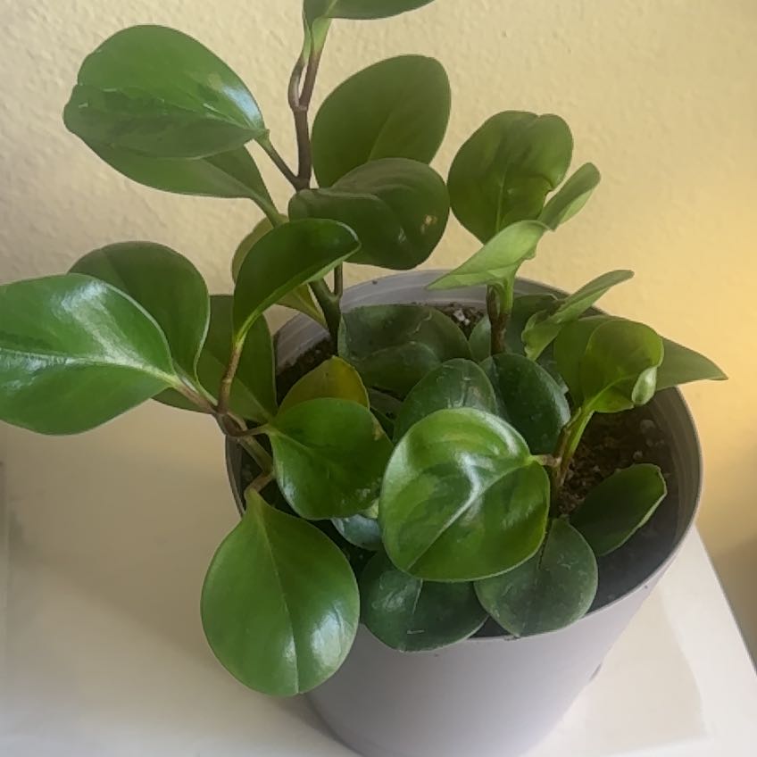Photo of the plant species Lemon Lime Peperomia by @HotCaleypea44 named Peperomia Obtusifolia on Greg, the plant care app