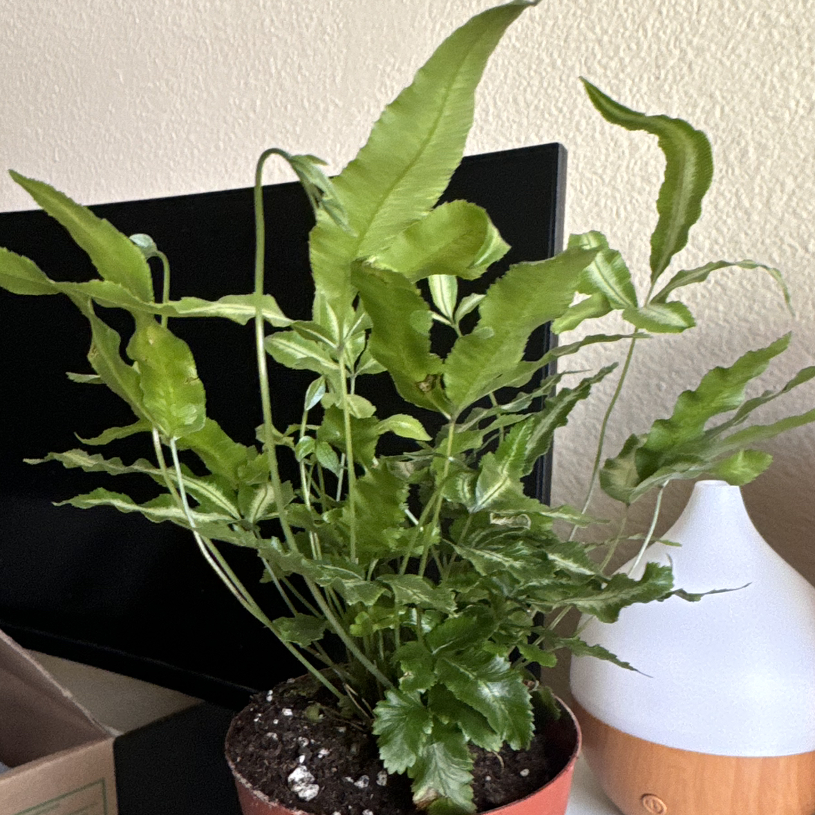 Photo of the plant species Cretan Brake Fern by @HotCaleypea44 named Pteris Cretica on Greg, the plant care app