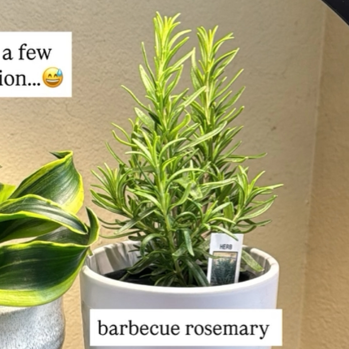Photo of the plant species Rosemary 'Barbecue' by @HotCaleypea44 named Rosemary on Greg, the plant care app