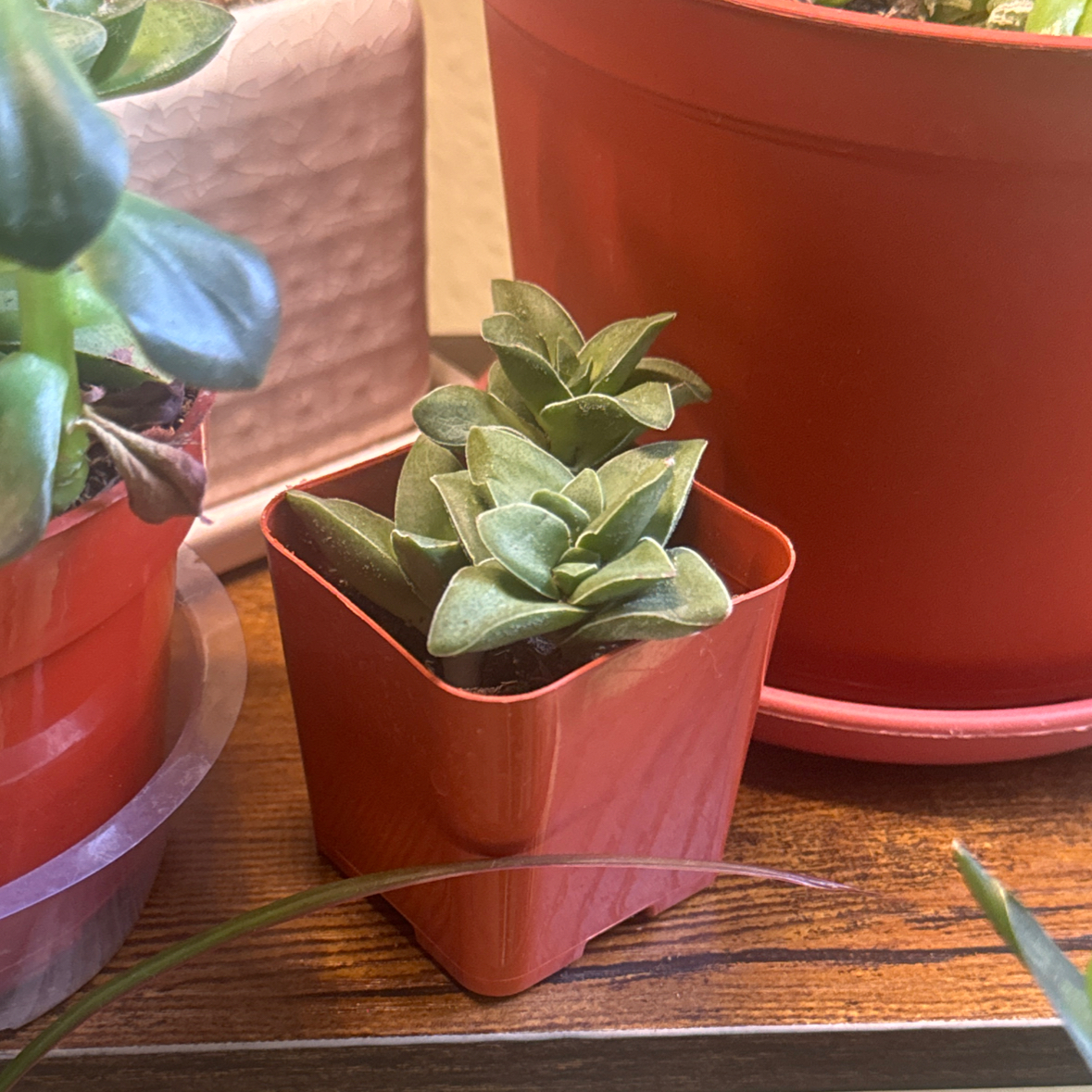 Photo of the plant species Crassula 'Springtime' by @HotCaleypea44 named Succulent on Greg, the plant care app