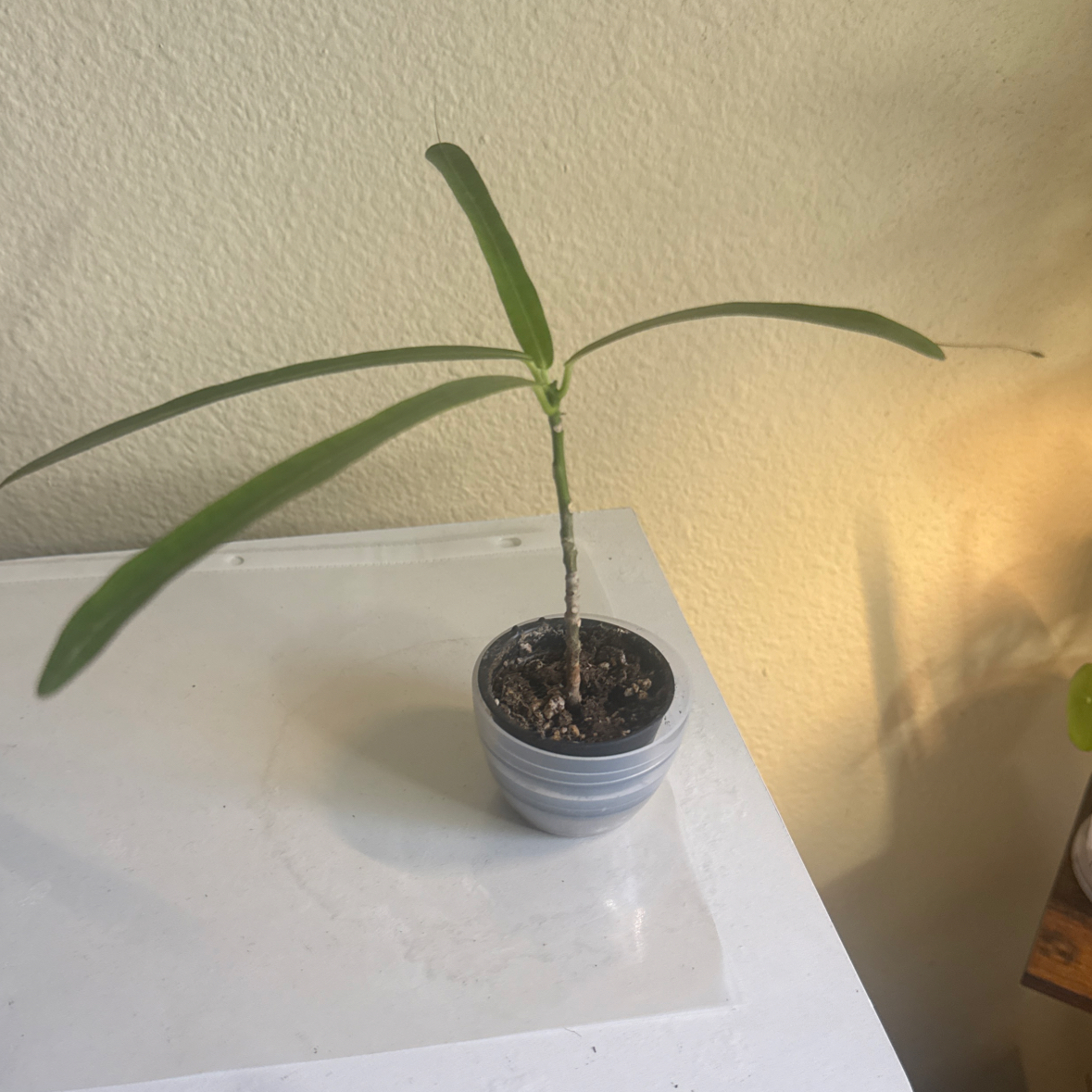 Photo of the plant species Mammy Croton by @HotCaleypea44 named Mammy Croton on Greg, the plant care app