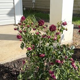 Photo of the plant species True Love Rose by @LoyallyKaramu19 named Dax on Greg, the plant care app