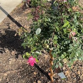 Photo of the plant species Double knock out rose by @LoyallyKaramu19 named Sanders on Greg, the plant care app