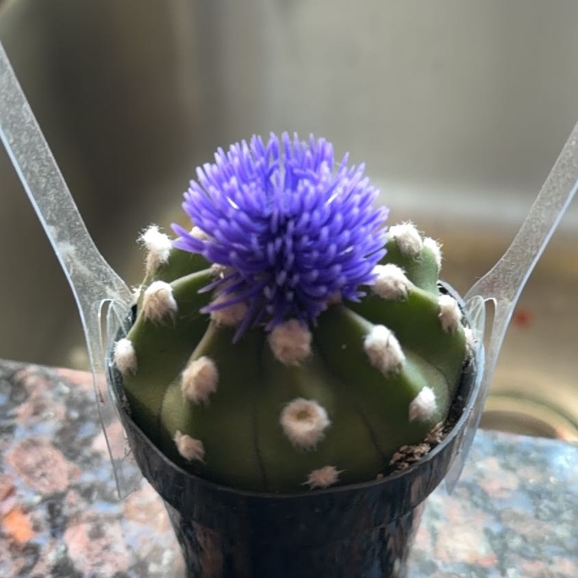Photo of the plant species Cardoon by @LightOlneya36 named Luna on Greg, the plant care app