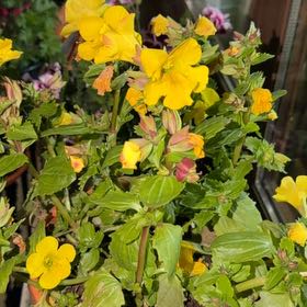 Photo of the plant species Common Yellow Monkeyflower by @FitDionysos50 named Zeus on Greg, the plant care app